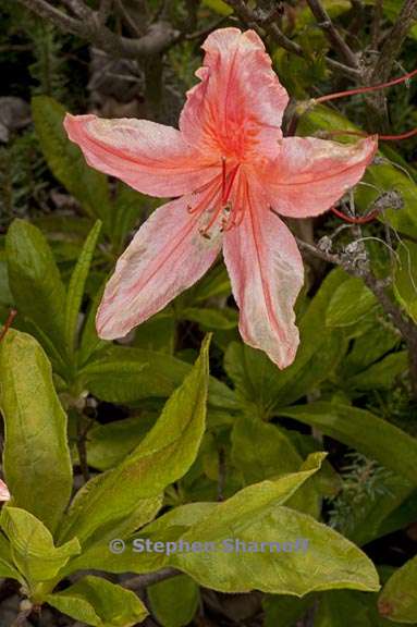 rhododendron molle ssp japonicum subsect sinensia 3 graphic